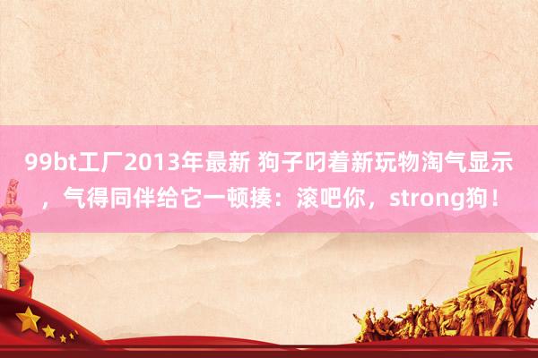 99bt工厂2013年最新 狗子叼着新玩物淘气显示，气得同伴给它一顿揍：滚吧你，strong狗！
