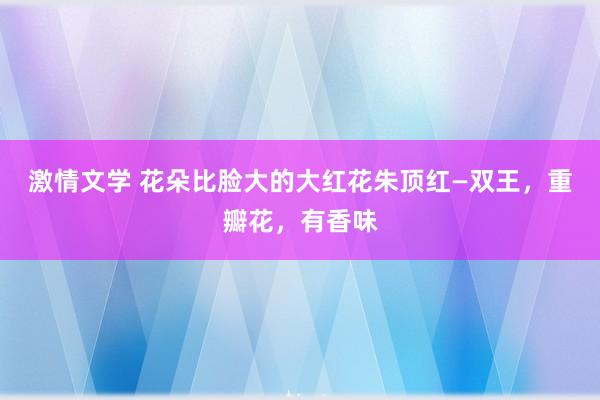 激情文学 花朵比脸大的大红花朱顶红—双王，重瓣花，有香味